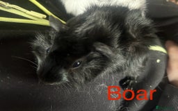 Guinea Pig rodents for sale: Bonded sows and boars £40 pair - Image 7