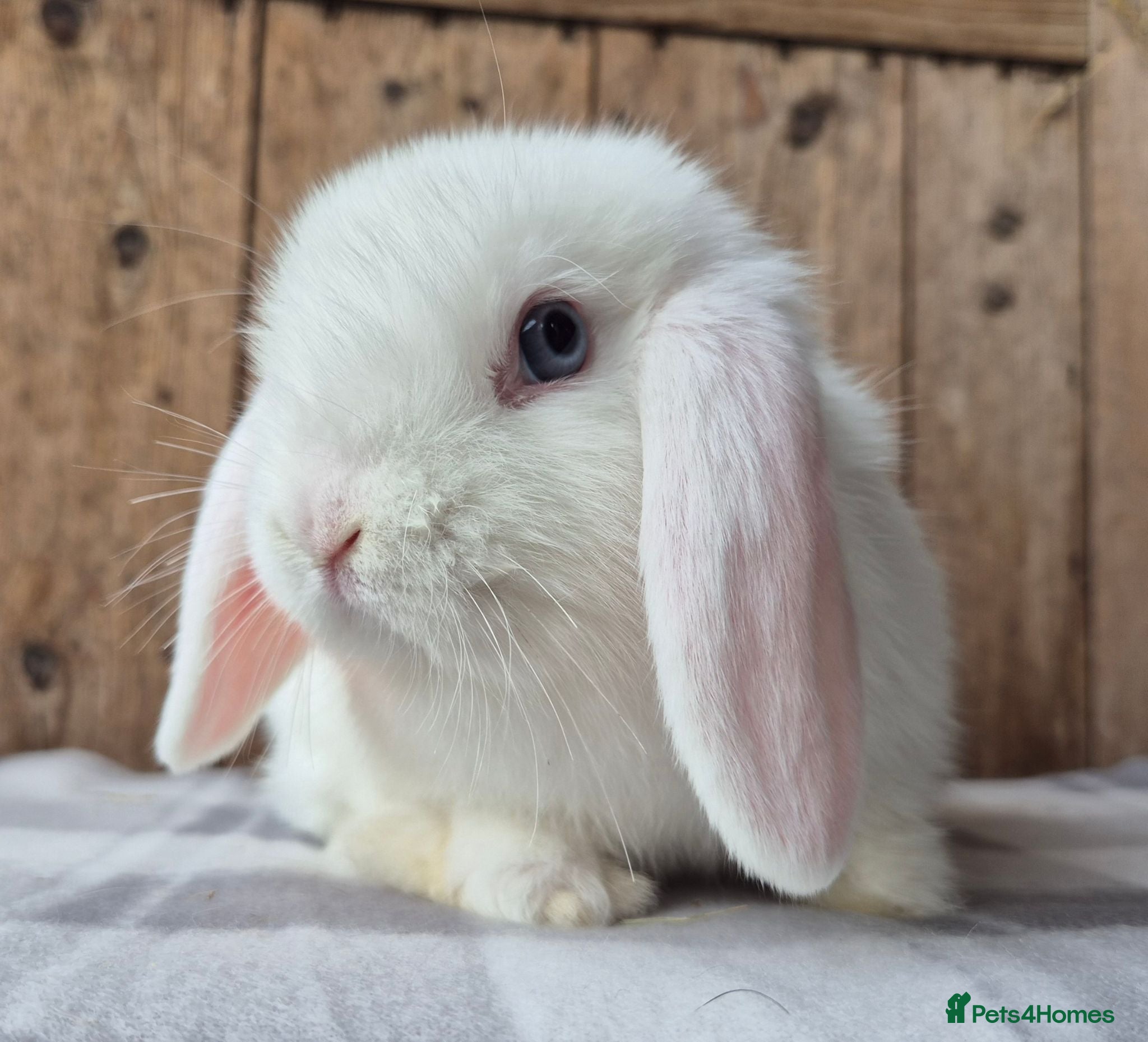 Mini Lop rabbits Mini lop babys ready now  - Advert 18