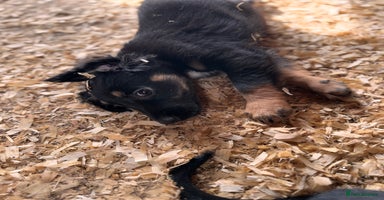 Mixed Breed dogs - Advert 5
