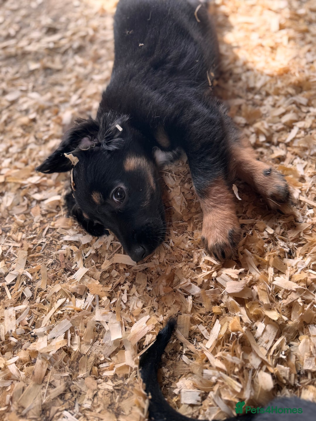 Mixed Breed dogs for sale: Ready now cocker spaniel x German shepherd puppy’s - Image 6