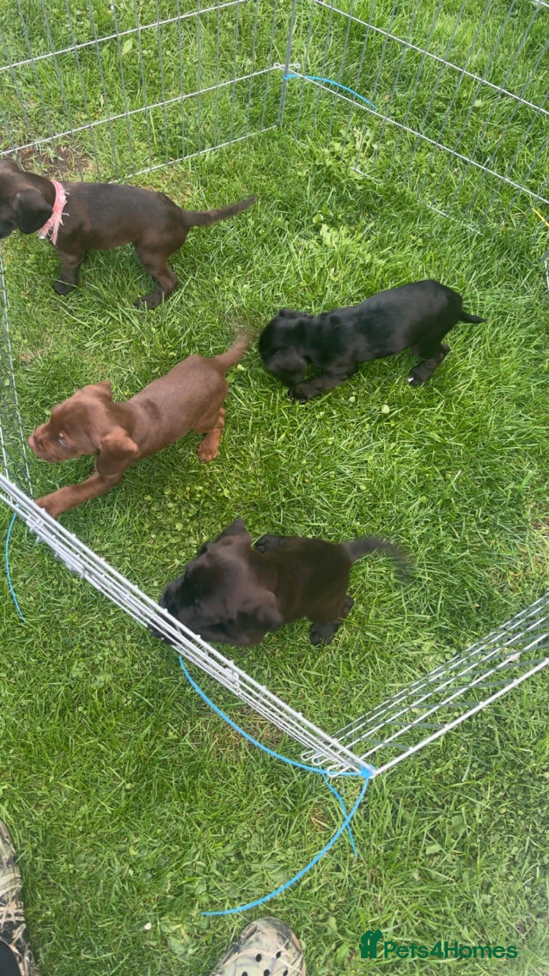 Mixed Breed dogs for sale: Litter of 4 beautiful Cockerdale pups  - Image 5
