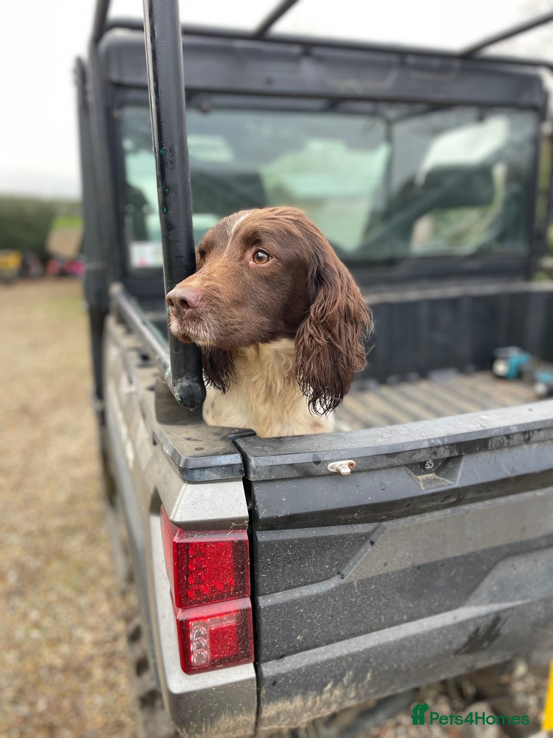 English Springer Spaniel dogs for sale: Liver and white springer spaniel puppies  - Image 8