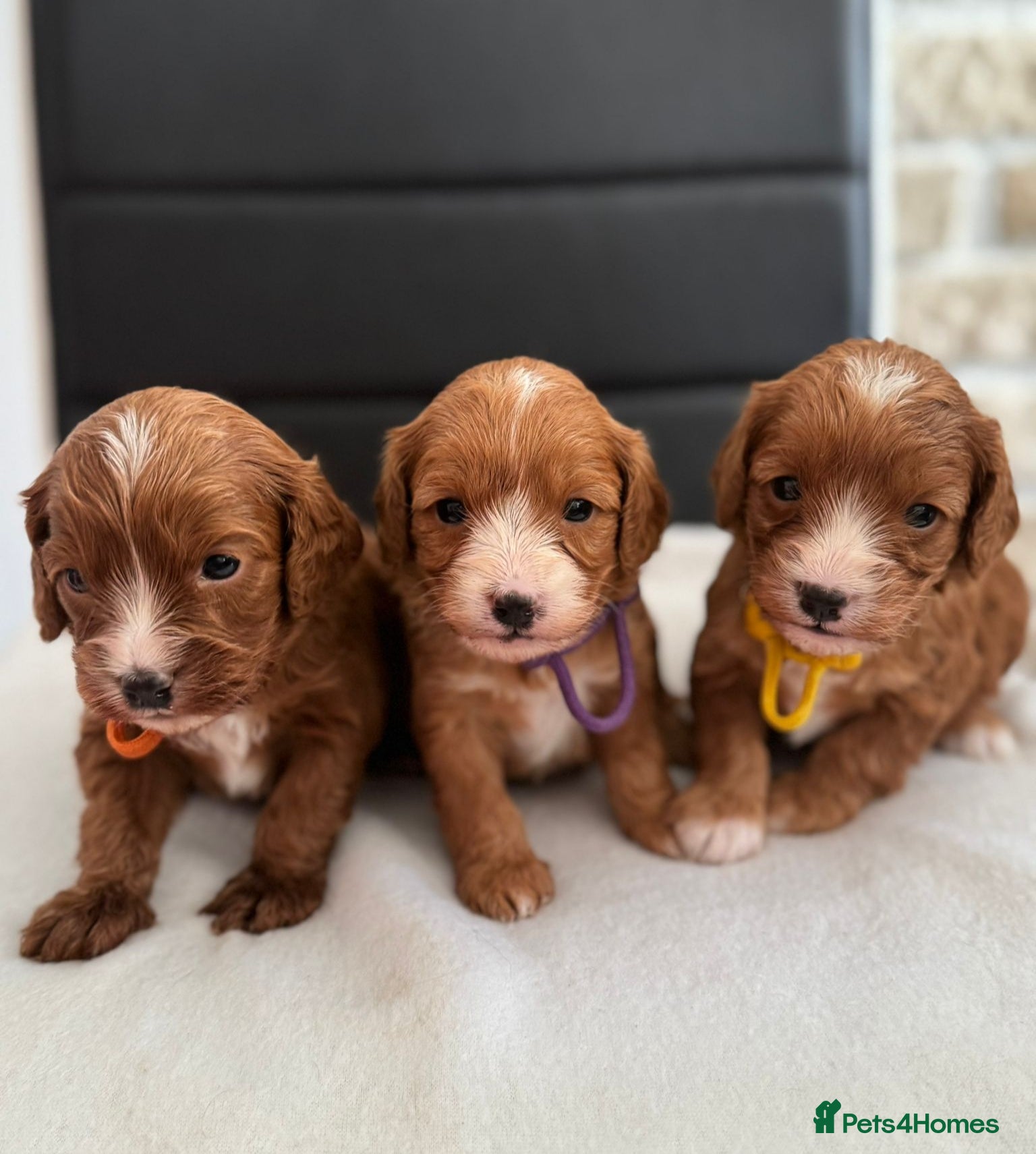 Cavapoo dogs  Cavapoo F1 puppies,DNA tested parents - Advert 15