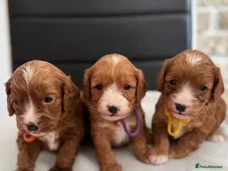 Cavapoo dogs Cavapoo F1 puppies,DNA tested parents - Advert 15