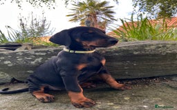 Dobermann dogs for sale: Ready now, Outstanding KC Reg Dobermann puppies - Image 39