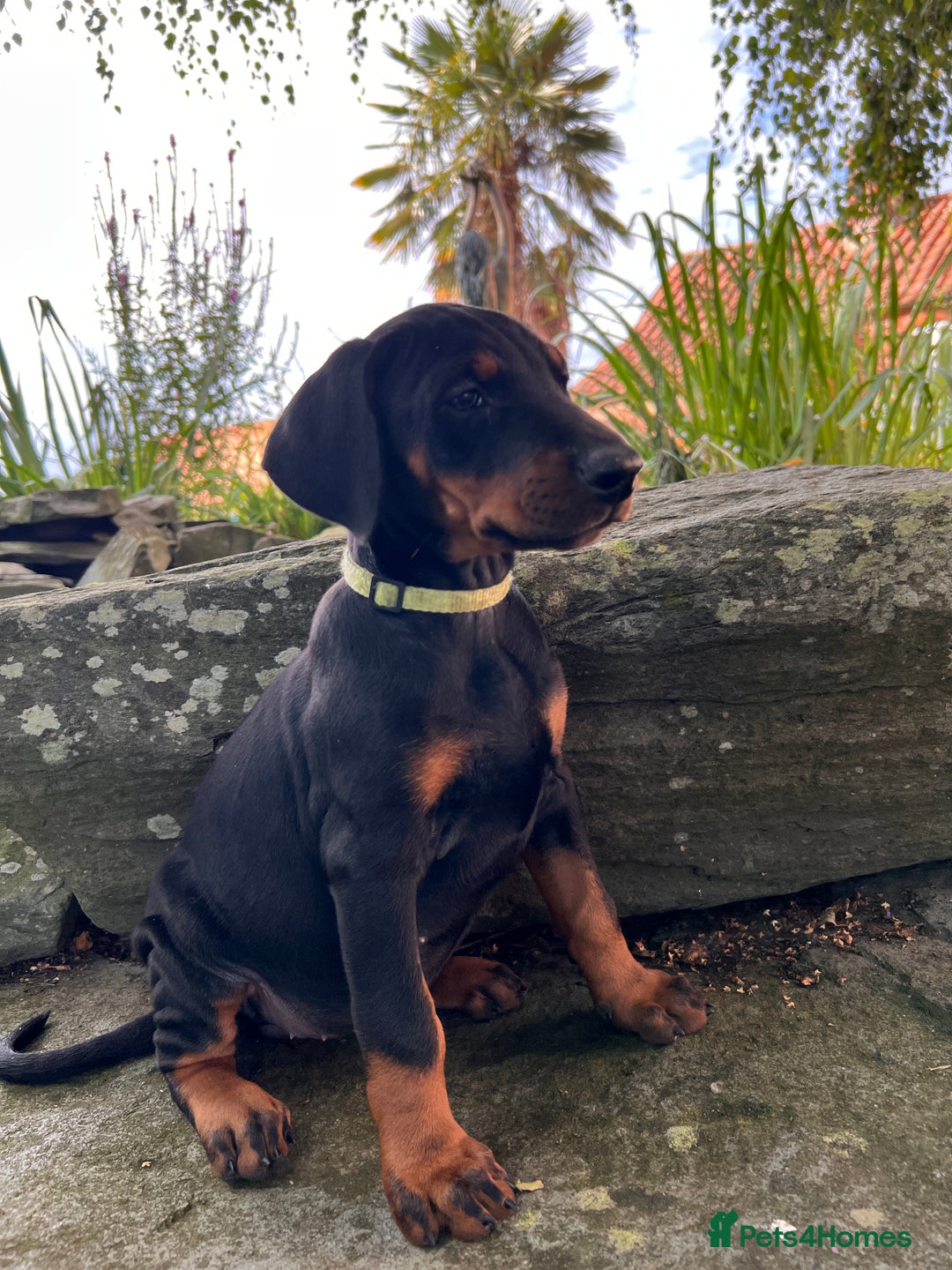 Dobermann dogs for sale: Ready now, Outstanding KC Reg Dobermann puppies - Image 39