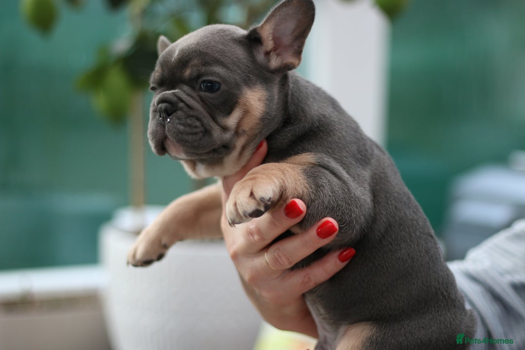 French Bulldog dogs for sale: Cute French Bulldog Puppies Available Soon - Advert 5