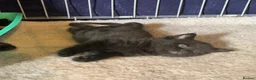 Mixed Breed cats for sale: Male kitten - Last of litter - Advert 2