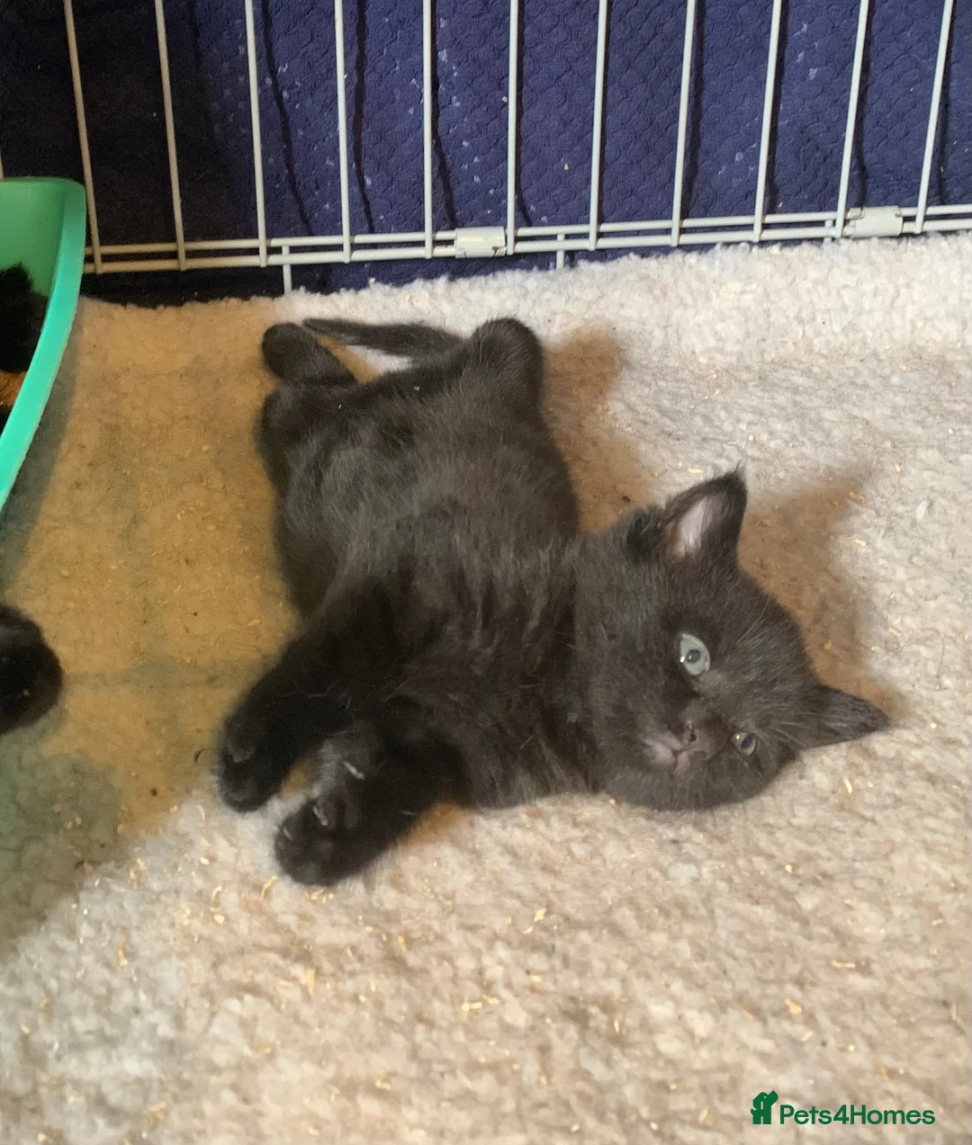 Mixed Breed cats for sale: Male kitten - Last of litter - Advert 2