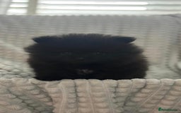 Pomeranian dogs for sale: Pedigree miniature pomeranians - Image 10