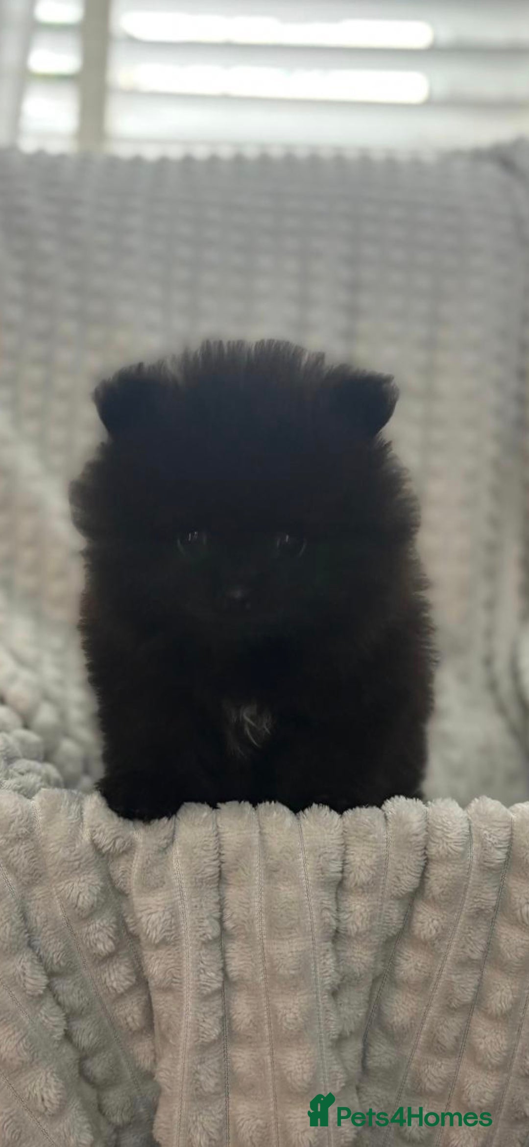 Pomeranian dogs for sale: Pedigree miniature pomeranians - Image 10