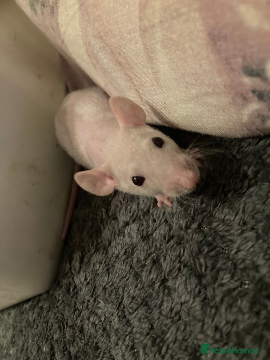 Rat rodents for sale: Rats for sale hull - Advert 3