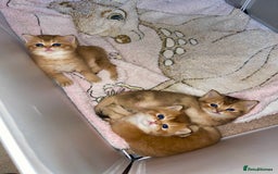 British Shorthair cats for sale: GCCF reg Golden BSH kittens - Advert 4