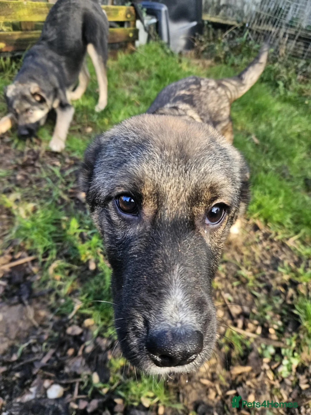 Mixed Breed dogs for adoption: Cute Colby for Adoption!  - Advert 9