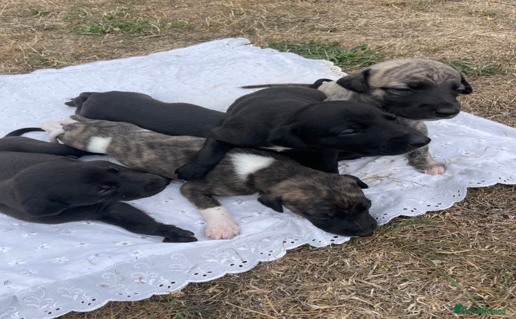 Whippet dogs - Advert 11