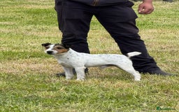 Parson Russell dogs for sale: 1 boy 1 girl parson Russel available - Image 8