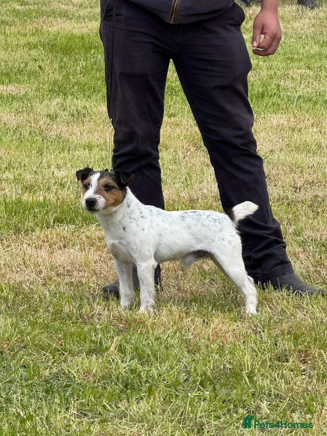 Parson Russell dogs for sale: 1 boy 1 girl parson Russel available - Image 8