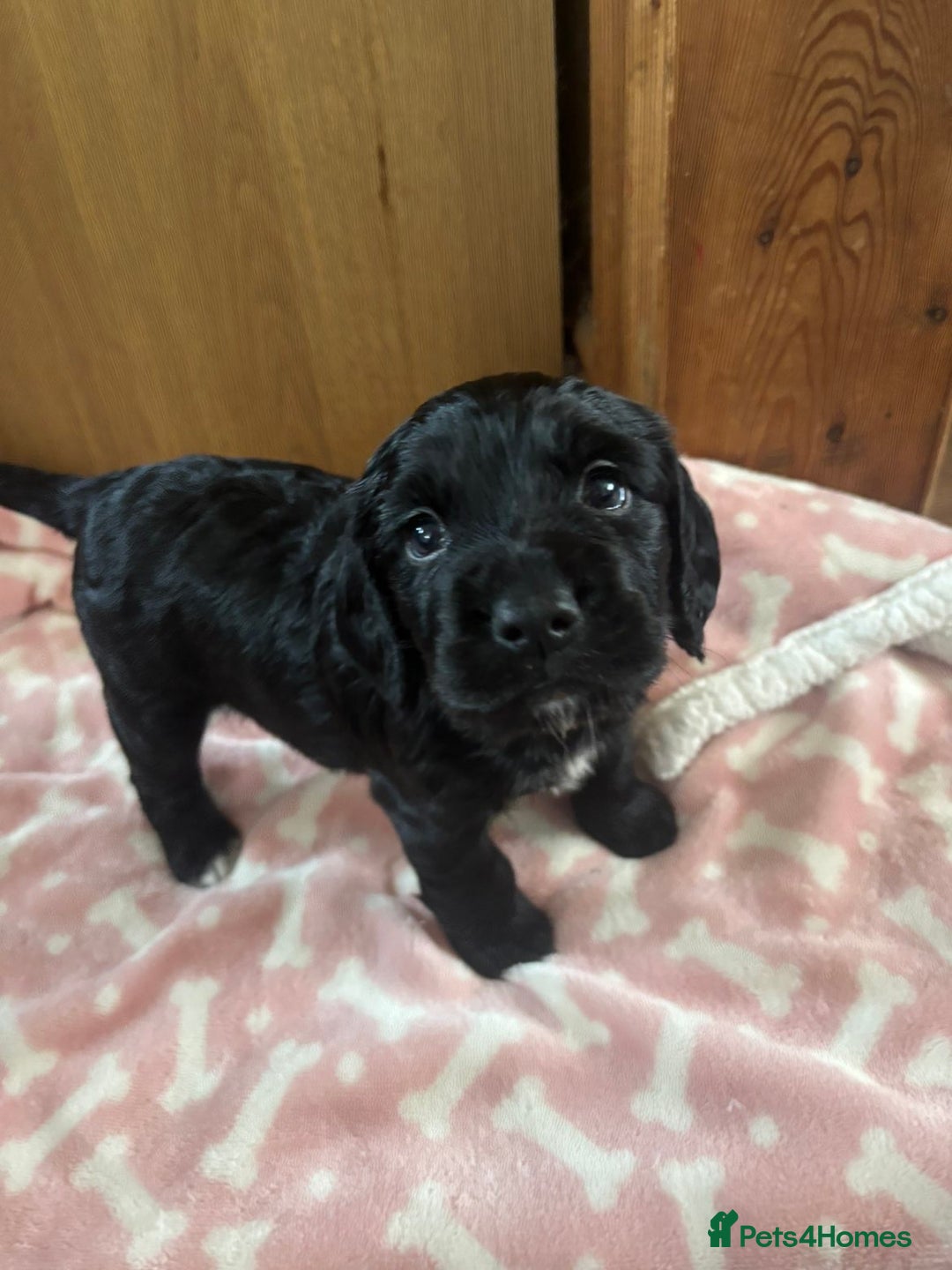 Cocker Spaniel dogs for sale: Working KC cocker spaniels  - Image 3