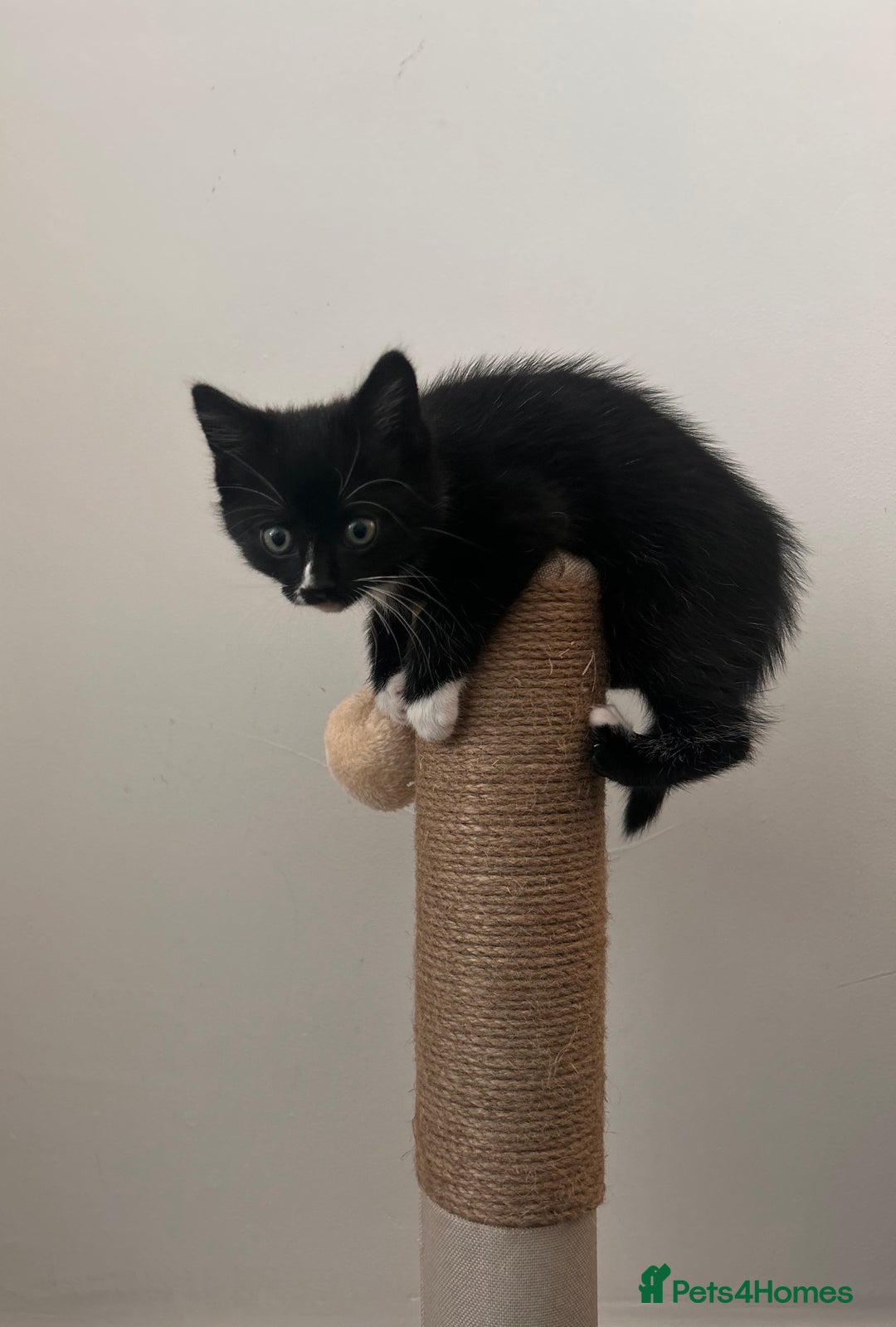 Mixed Breed cats for sale: Willow  - Advert 3