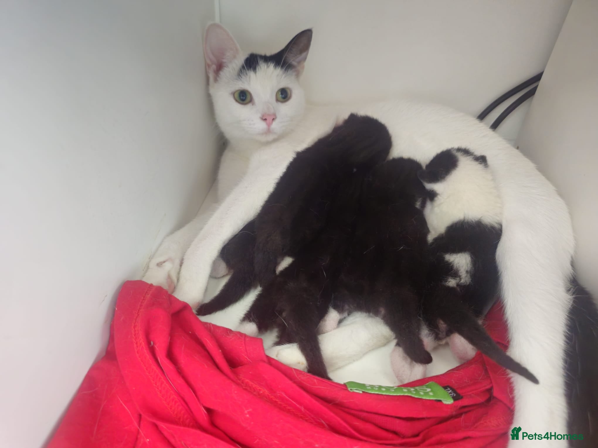 Domestic Shorthair cats Gorgeous Fluffy Black & White Kittens - Advert 10