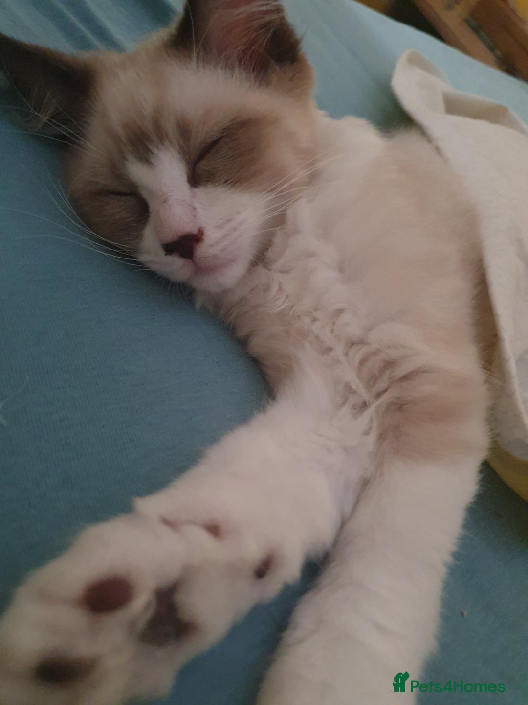 Ragdoll cats for sale: Four adorable ragdolls available  in Chatham - Image 14