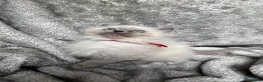Ragdoll Kitten 5