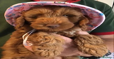 Labradoodle dogs - Advert 5