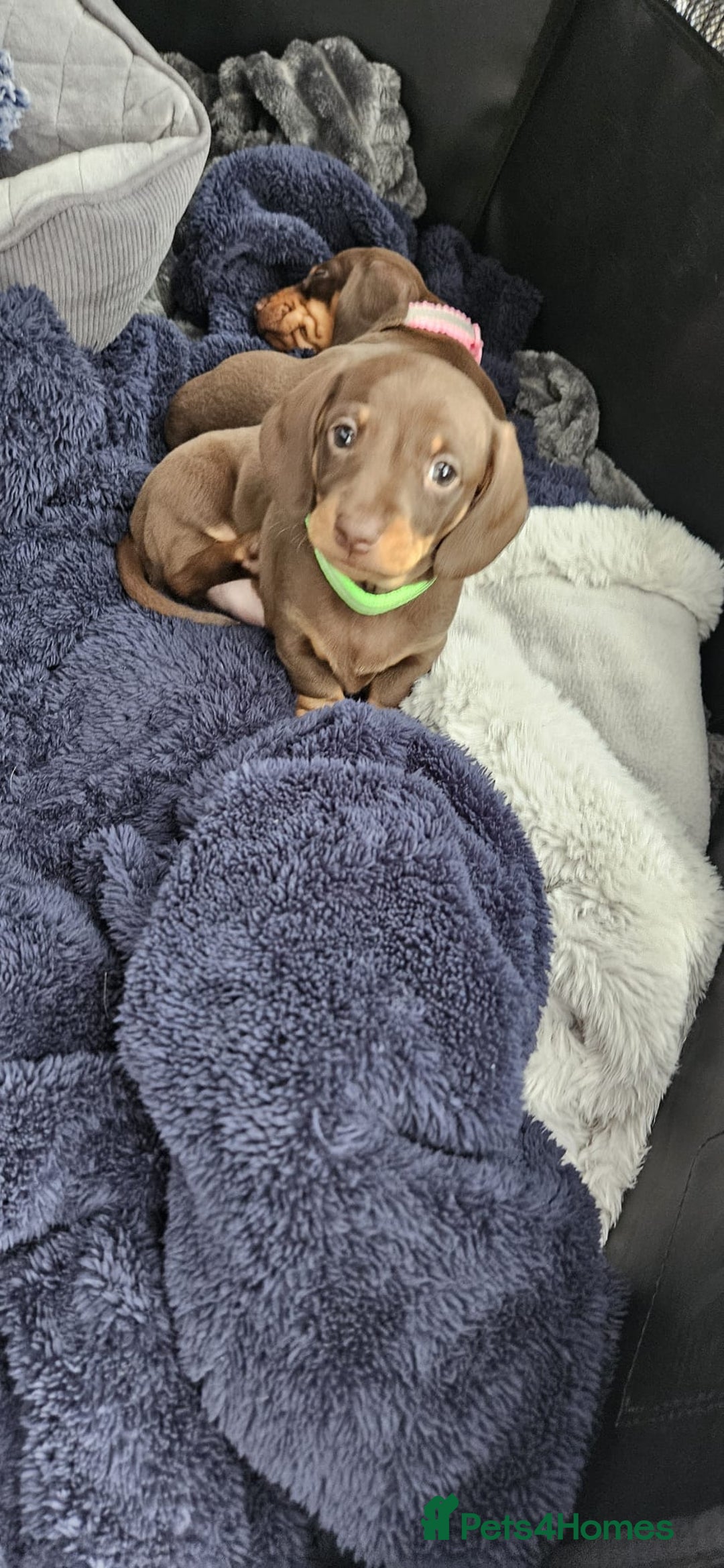 Dachshund dogs for sale: Chocolate and tan miniature dachshunds  - Advert 3
