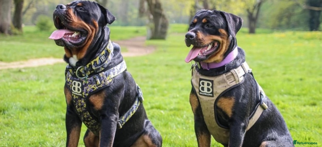 Rottweiler dogs for sale: 9 beautiful Rottweiler puppies for sale  - Advert 21