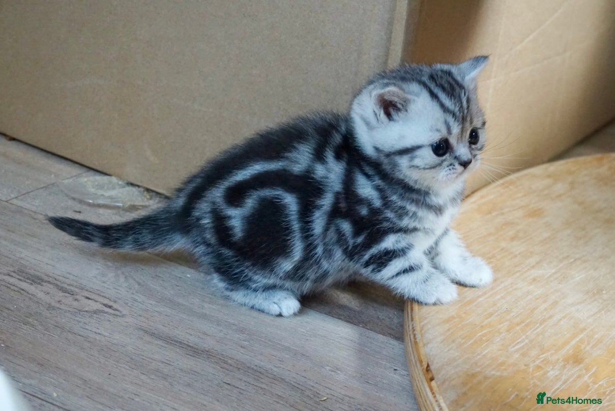British Shorthair cats Top Quality kittens - Advert 1