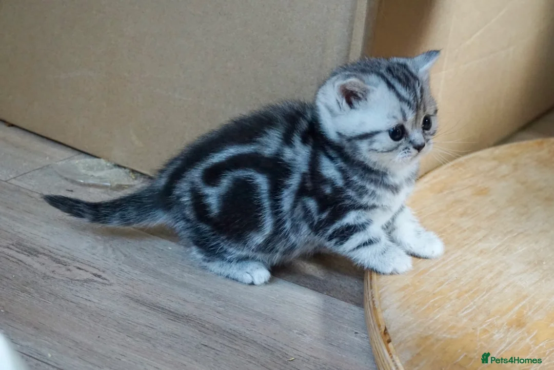 British Shorthair cats for sale: Top Quality kittens - Advert 1