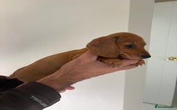 Miniature Dachshund dogs for sale: Gorgeous Long &short haired mini dachshund puppies - Image 18