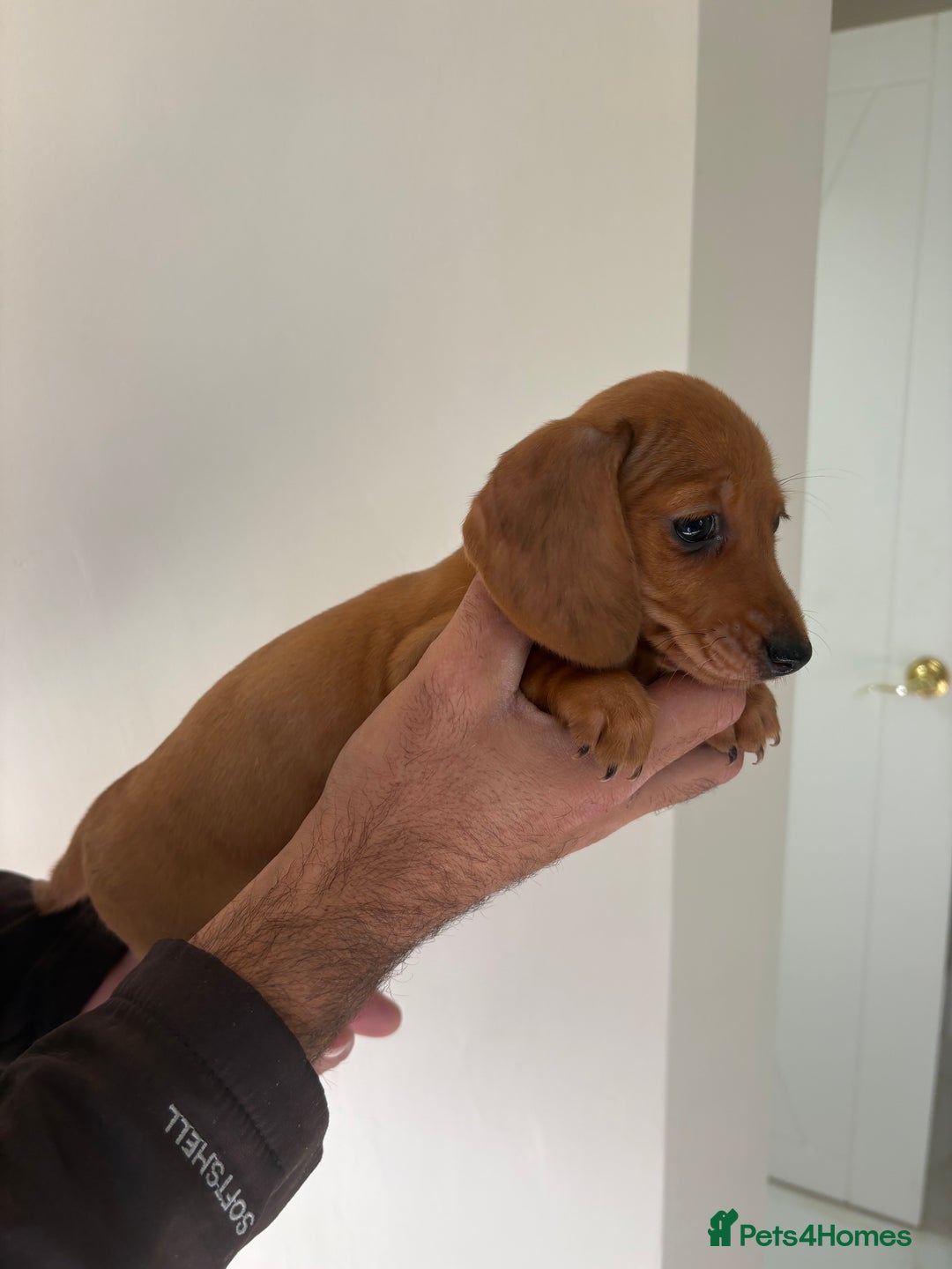 Miniature Dachshund dogs for sale: Gorgeous Long &short haired mini dachshund puppies - Image 18