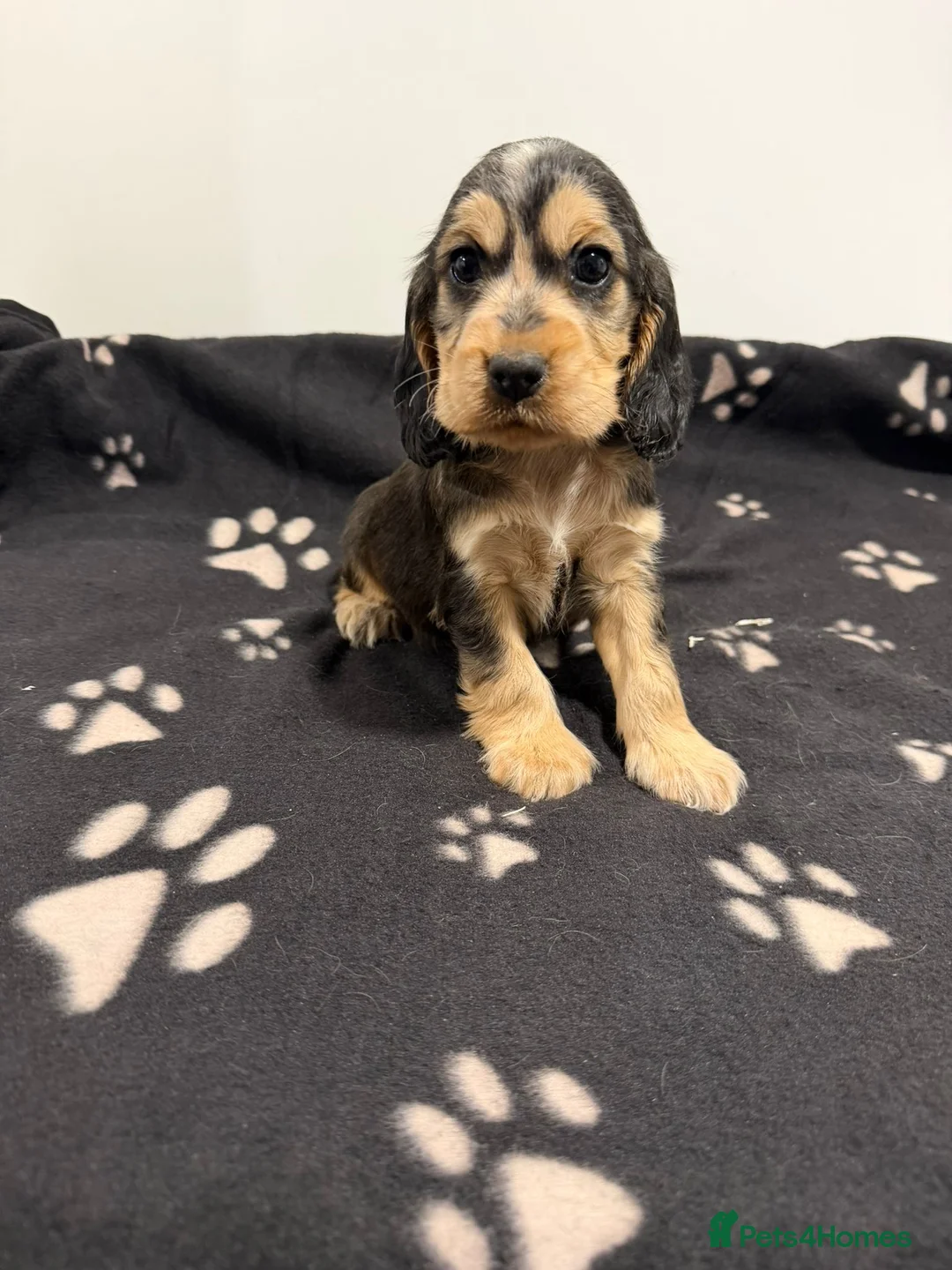 Cocker Spaniel dogs for sale: Show Type Cocker Spaniel Puppies 🐶 - Advert 12