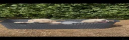 Golden Retriever dogs for sale: Golden retriever puppy’s - Advert 6