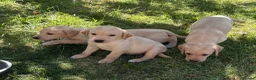Labrador Retriever dogs for sale: Gorgeous KC Reg Labrador puppies - Advert 1