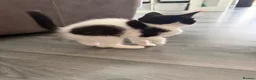 Mixed Breed cats for sale: 5 lovely kittens for sale  - Advert 15