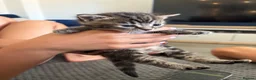 Mixed Breed cats for sale: Kitten  - Advert 6