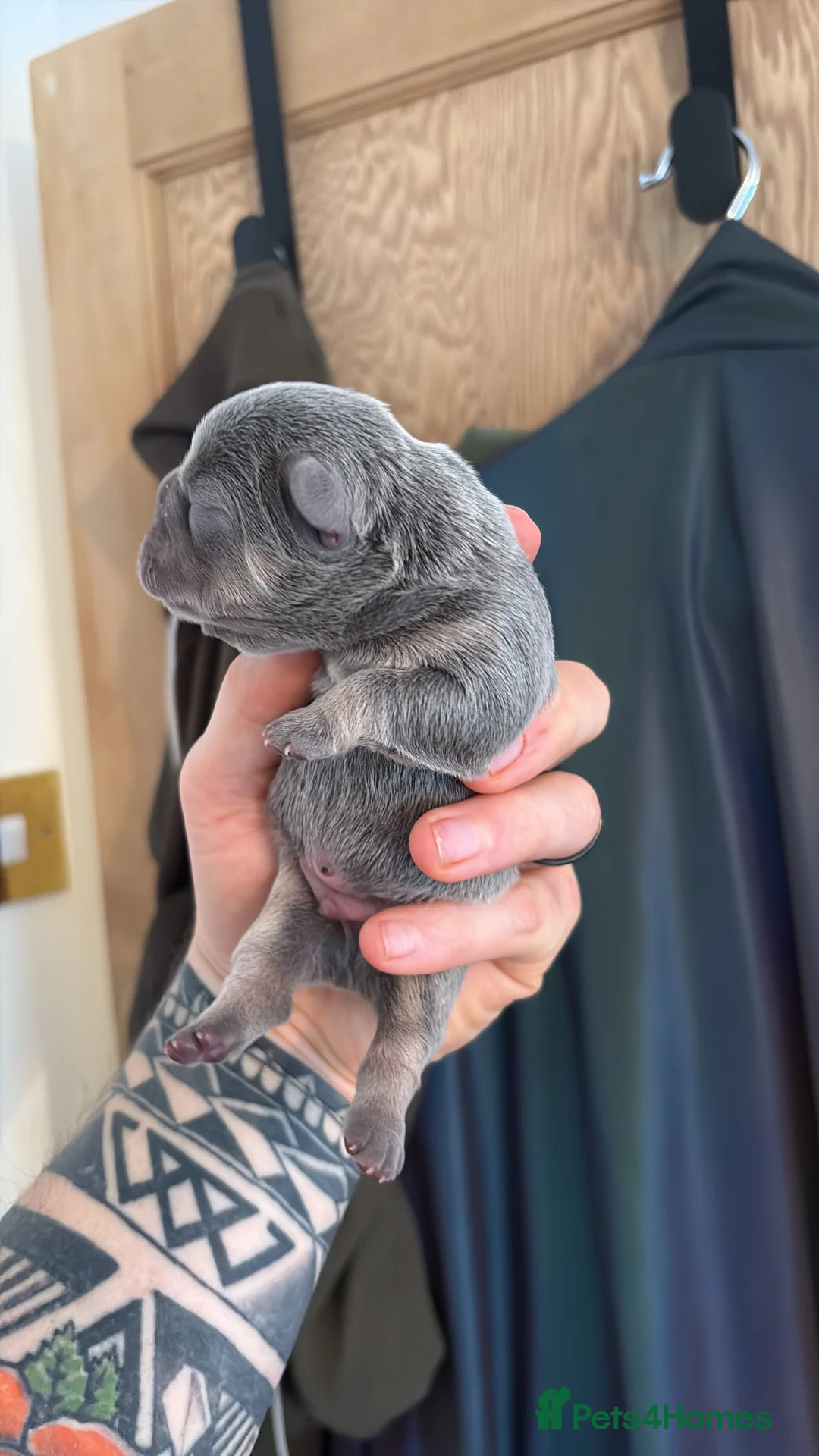 French Bulldog dogs for sale: HIGHLY HEALTH TESTED FRENCHIE PUPS - Advert 15