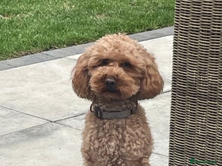 Toy Poodle dogs for stud in Doncaster - Advert 2