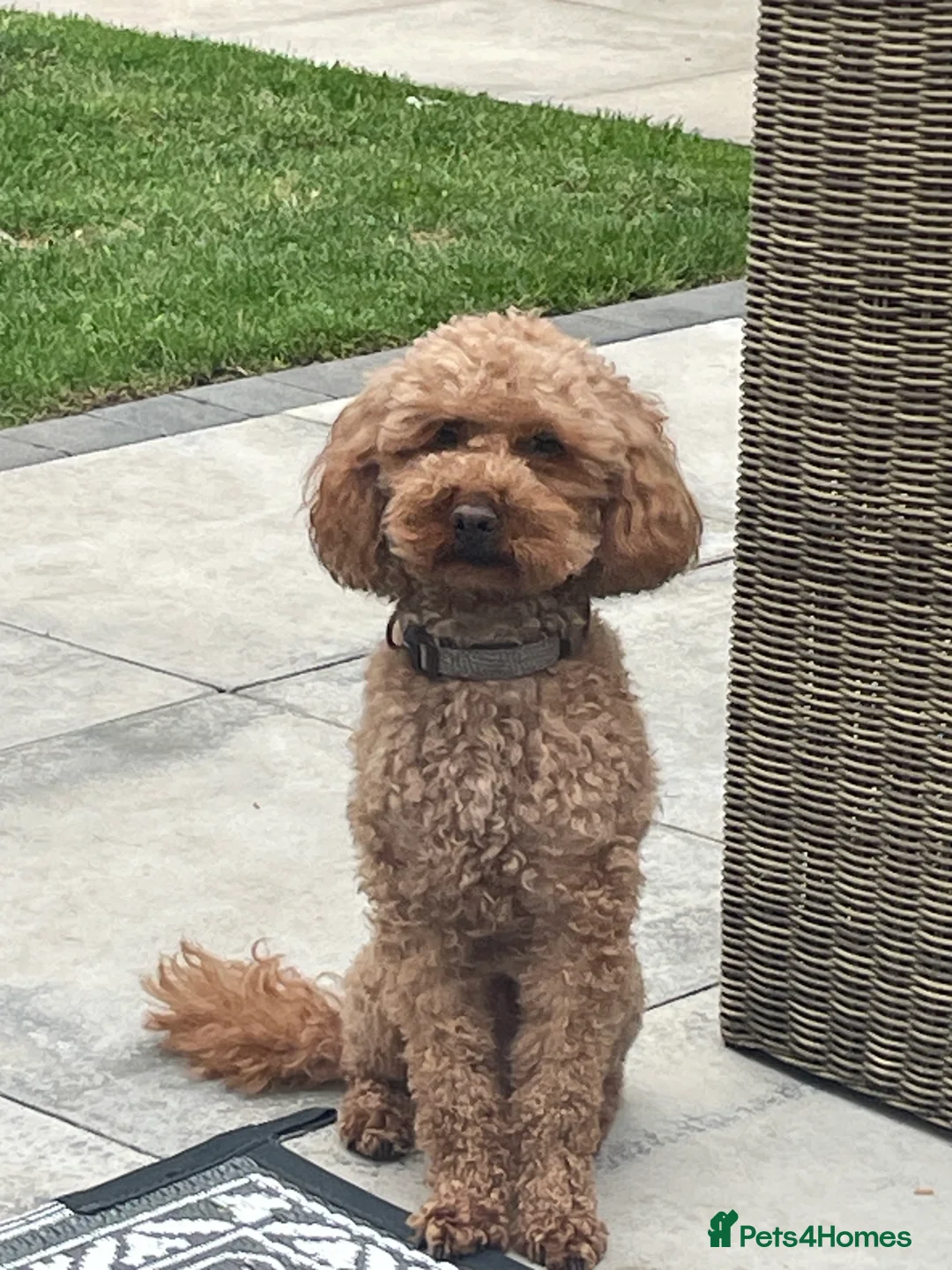 Toy Poodle dogs for stud: Toy poodle stud, health tested, well proven.  in Doncaster - Advert 1