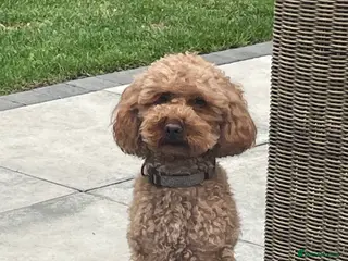 Toy Poodle dogs Toy poodle stud, health tested, well proven. - Advert 1