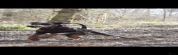 Dobermann dogs for sale: HOME BRED DOBERMAN PUPPIES in Billingshurst - Advert 4