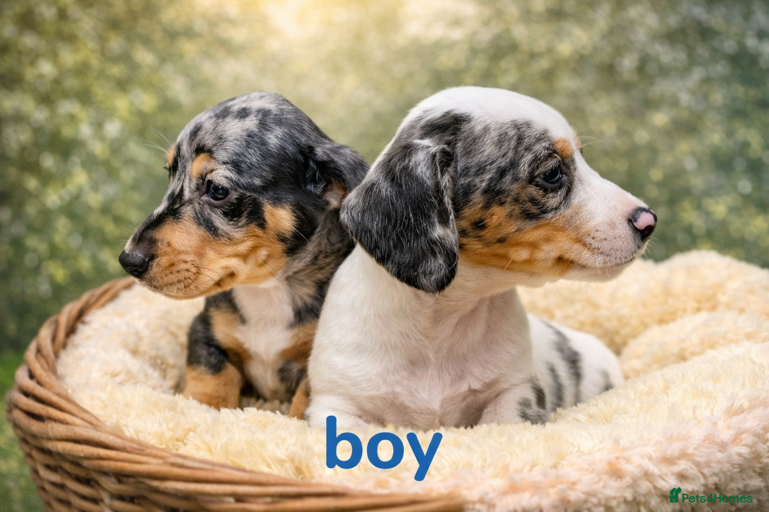 Miniature Dachshund dogs Miniature dachshund cross puppies  - Advert 13