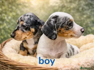 Miniature Dachshund dogs Miniature dachshund cross puppies - Advert 13