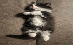 Mixed Breed cats for sale: Fluffballs looking for a new loving homes  - Image 5