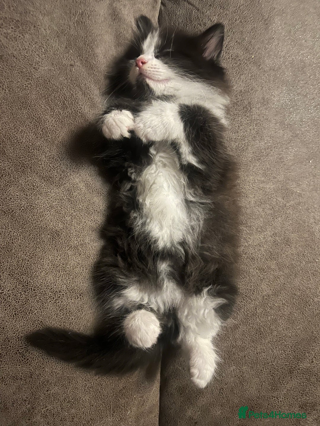 Mixed Breed cats for sale: Fluffballs looking for a new loving homes  - Image 5