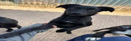 Mixed Breed dogs for adoption: Meet Lola, currently residing in Cheshire  in Nantwich - Advert 4