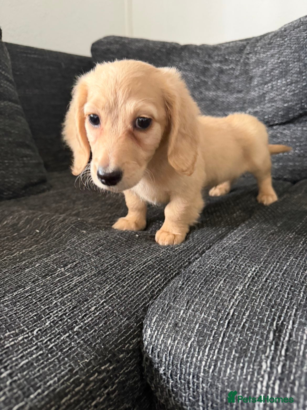 Dachshund dogs for sale: Two beautiful long haired mini dachshund puppies - Advert 6