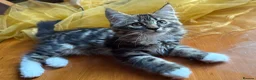 Mixed Breed cats for sale: Maine Coon Mixed Kittens Tabby & Tuxedo Richmond - Advert 4